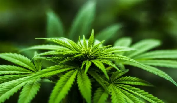 Cannabis MADE IN GERMANY - Cannabis agency starts selling medical cannabis in Germany