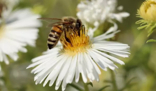 New pollen analysis - assessment according to variable literature