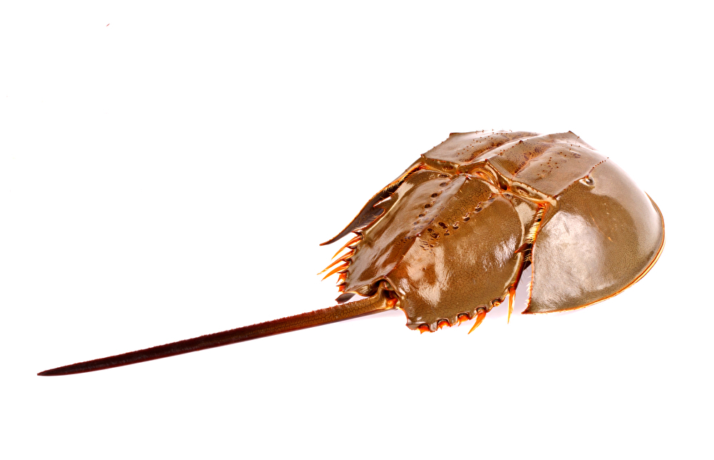 Endotoxins in medical devices